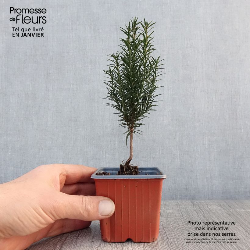 Taxus baccata - Yew 8/9 cm pot sample as delivered in winter