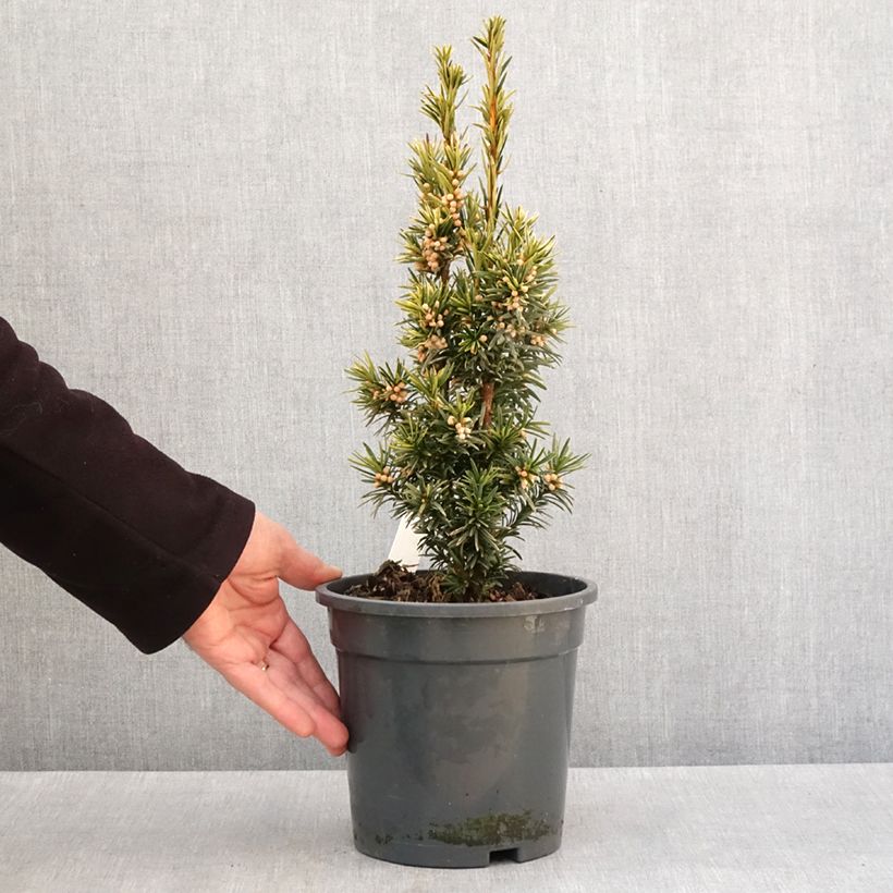 Taxus baccata Fastigiata Aurea - Yew 2L/3L pot sample as delivered in winter