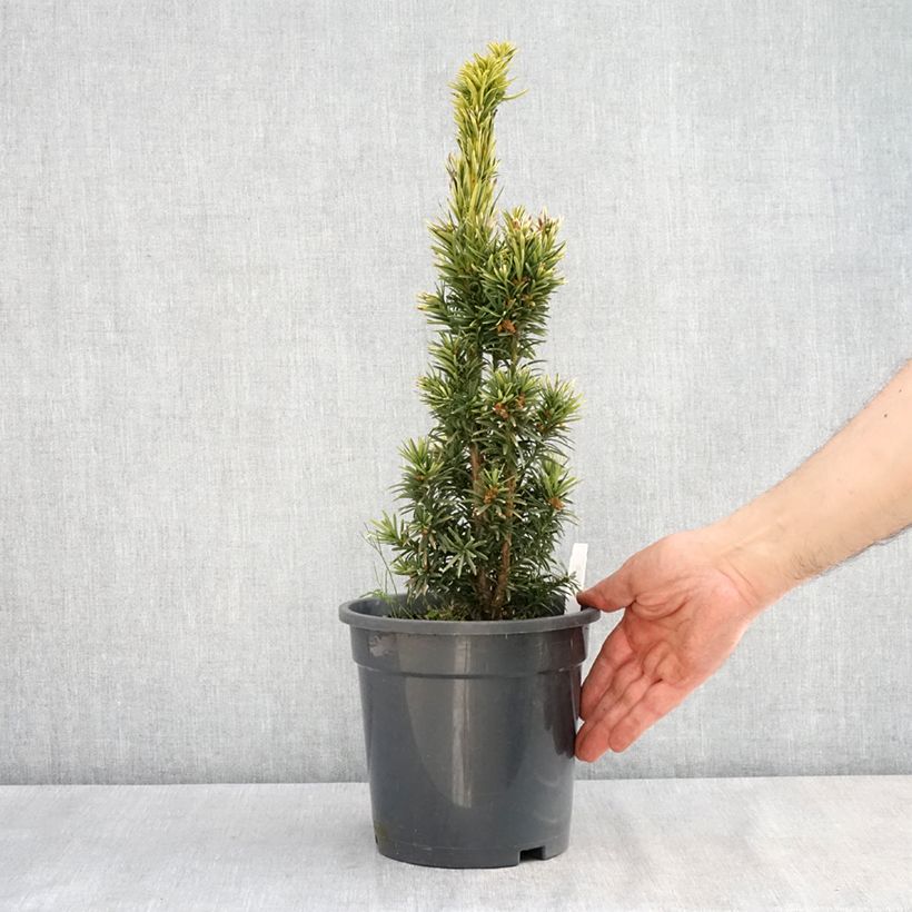 Taxus baccata Fastigiata Aurea - Yew 2L/3L pot sample as delivered in spring
