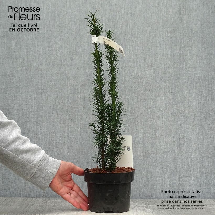 Taxus baccata Fastigiata Robusta - Yew 2L/3L pot sample as delivered in autumn