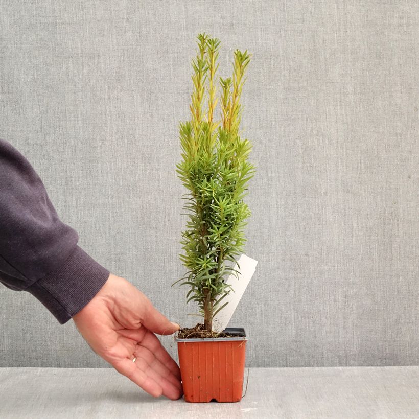 Taxus baccata Fastigiata Robusta - Yew 8/9 cm pot sample as delivered in autumn
