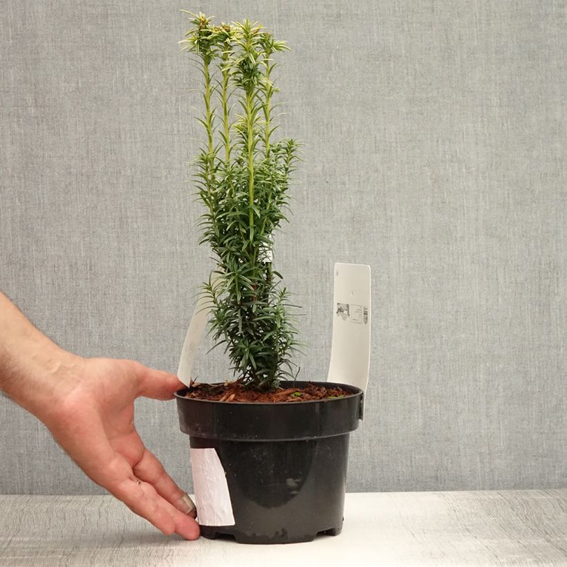 Taxus baccata Ivory Tower - Yew 2L/3L pot sample as delivered in summer