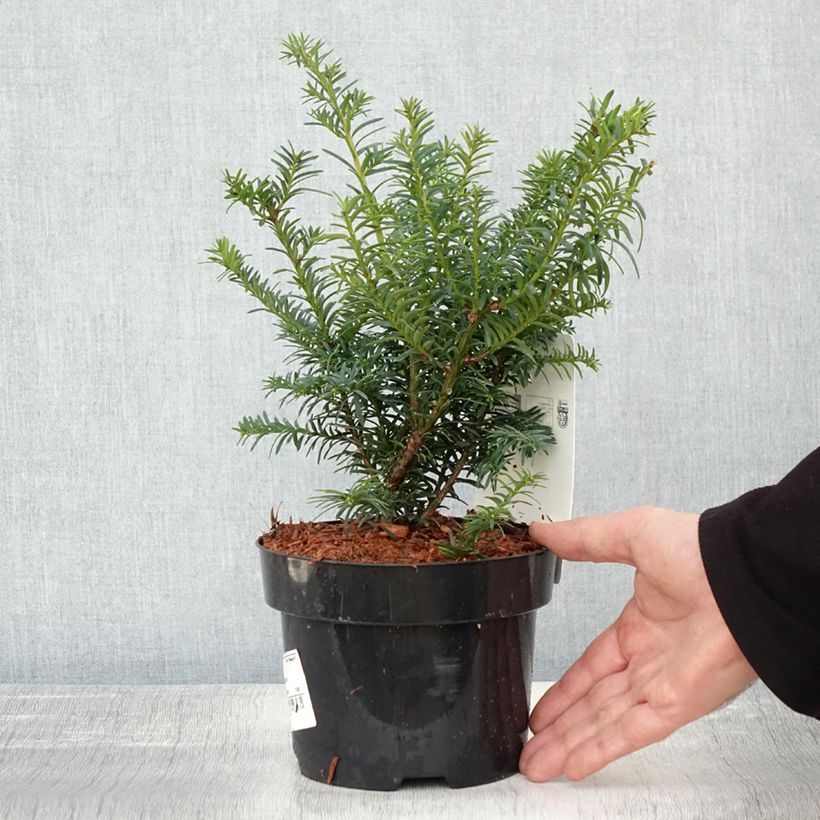 Taxus baccata Summergold 2L/3L pot sample as delivered in autumn