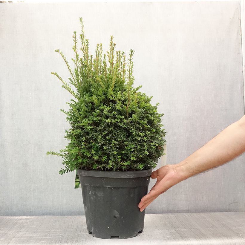 Taxus baccata - Bowl Shape Yew 7.5L/10L pot, Mehrstämmiges Gehölz sample as delivered in summer