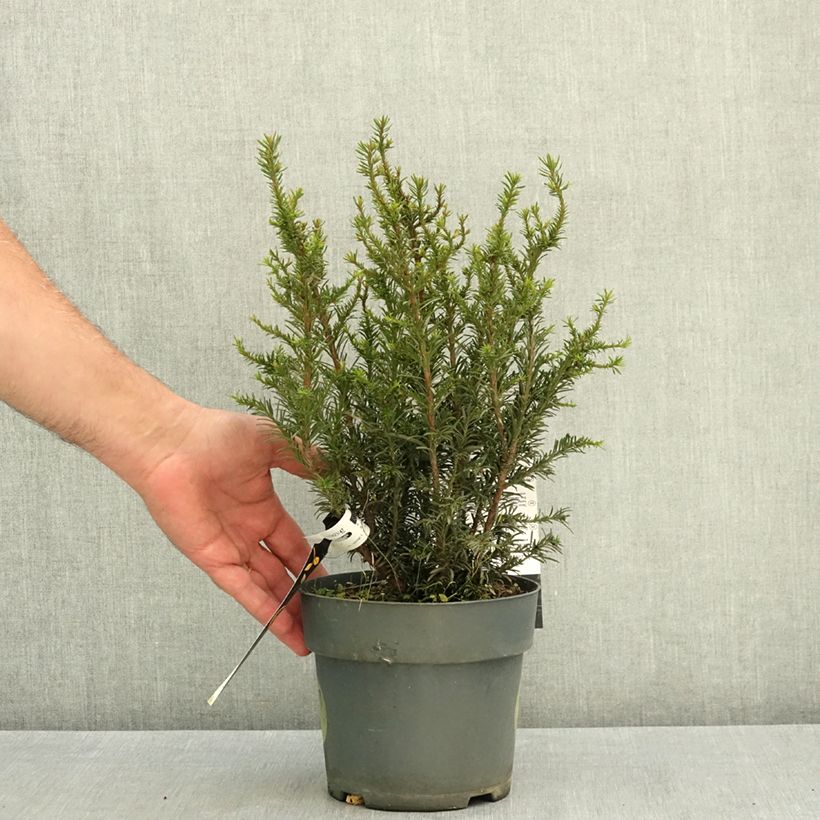 Taxus baccata Tiny T - Yew 2L/3L pot sample as delivered in summer