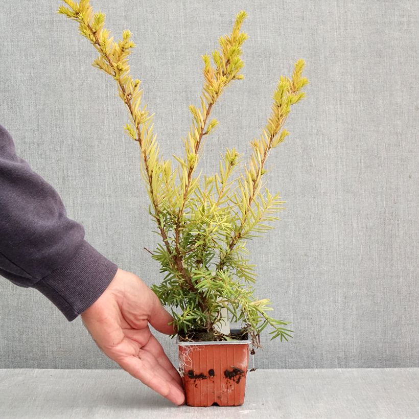 Taxus media Densiformis - Yew 8/9 cm pot sample as delivered in autumn
