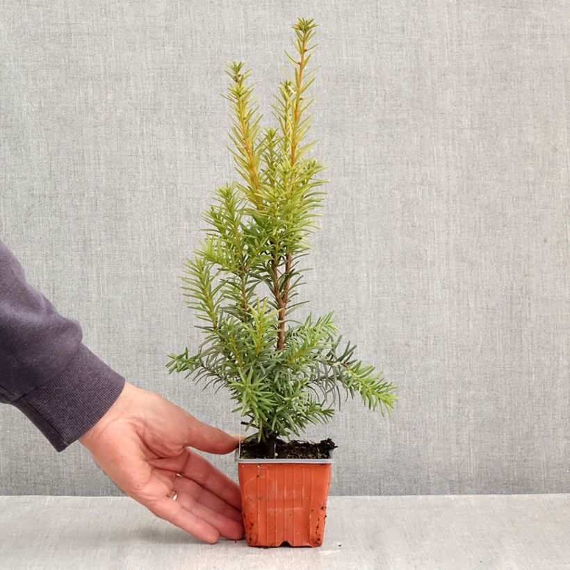 Taxus media Hicksii - Yew 8/9 cm pot sample as delivered in autumn