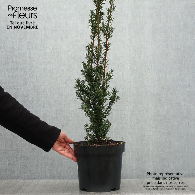 Taxus media Hicksii - Yew 7.5L/10L pot sample as delivered in autumn