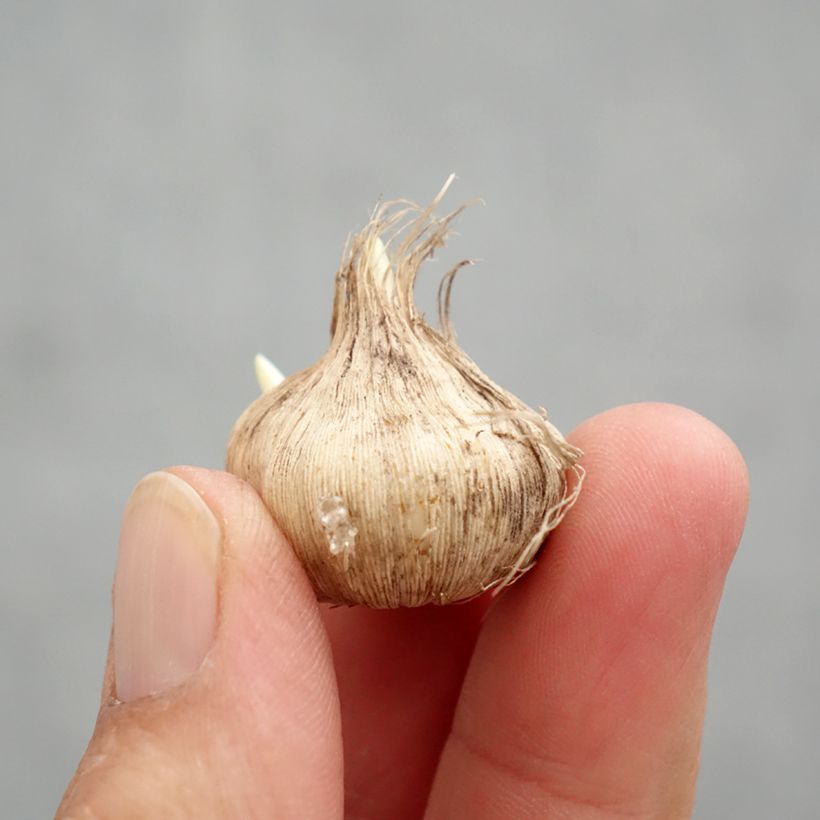 Tecophilaea cyanocrocus Leichtlinii - Chilean blue crocus Bulb size I sample as delivered in spring