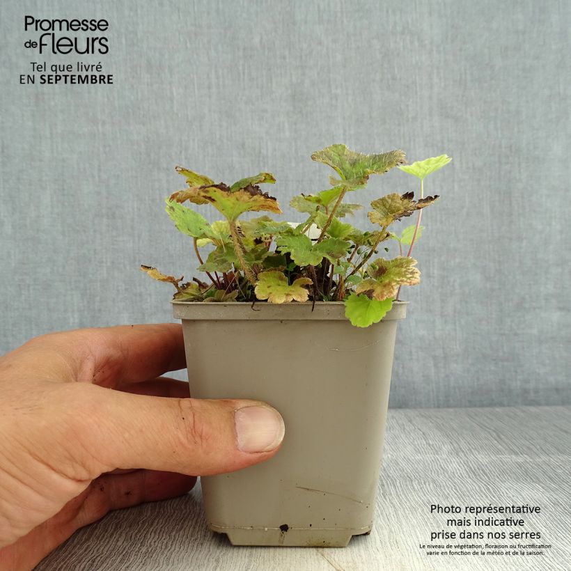 Tellima grandiflora Rubra 8/9 cm pot sample as delivered in summer