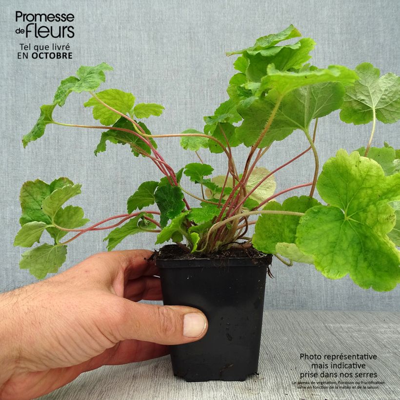 Tellima grandiflora 8/9 cm pot sample as delivered in autumn