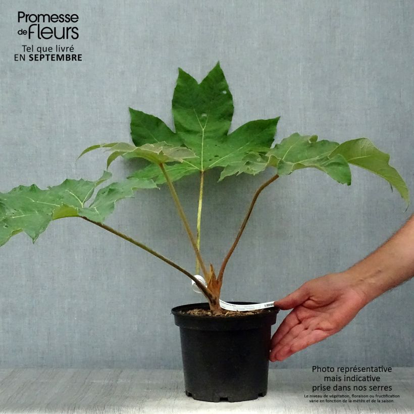 Tetrapanax papyrifera Rex - Chinese rice-paper Plant 3L/4L pot sample as delivered in autumn