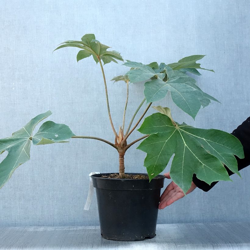 Tetrapanax papyrifera Rex - Chinese rice-paper Plant 6L/7L pot sample as delivered in autumn