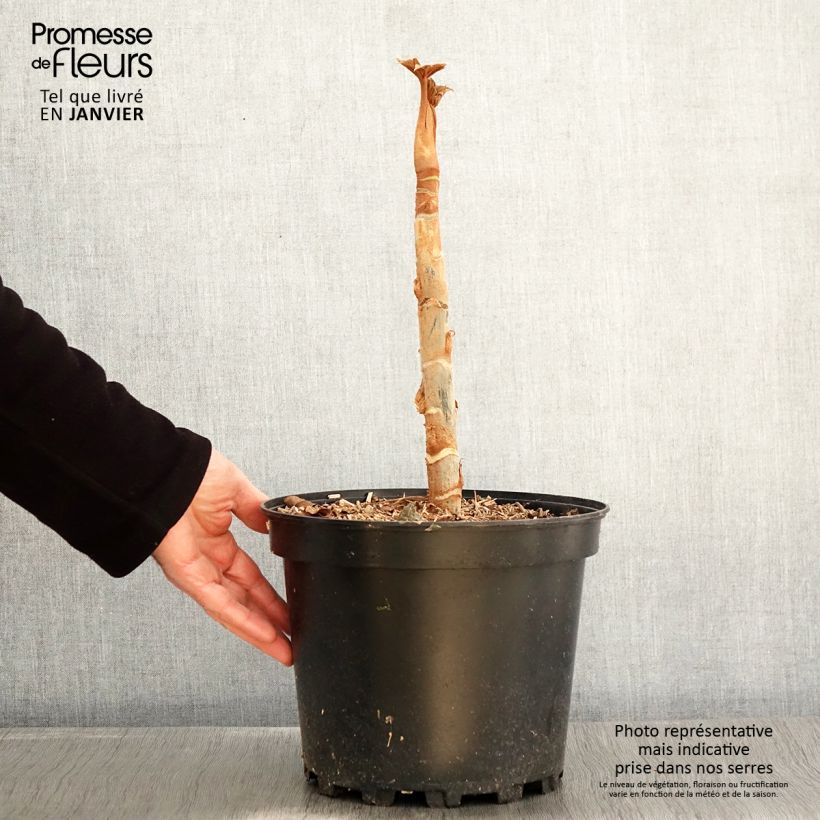 Tetrapanax papyrifera Rex - Chinese rice-paper Plant 6L/7L pot sample as delivered in winter