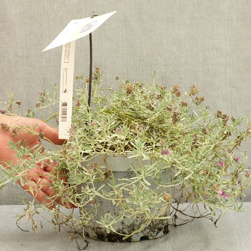 Teucrium ackermannii - Germander 3L/4L pot sample as delivered in summer