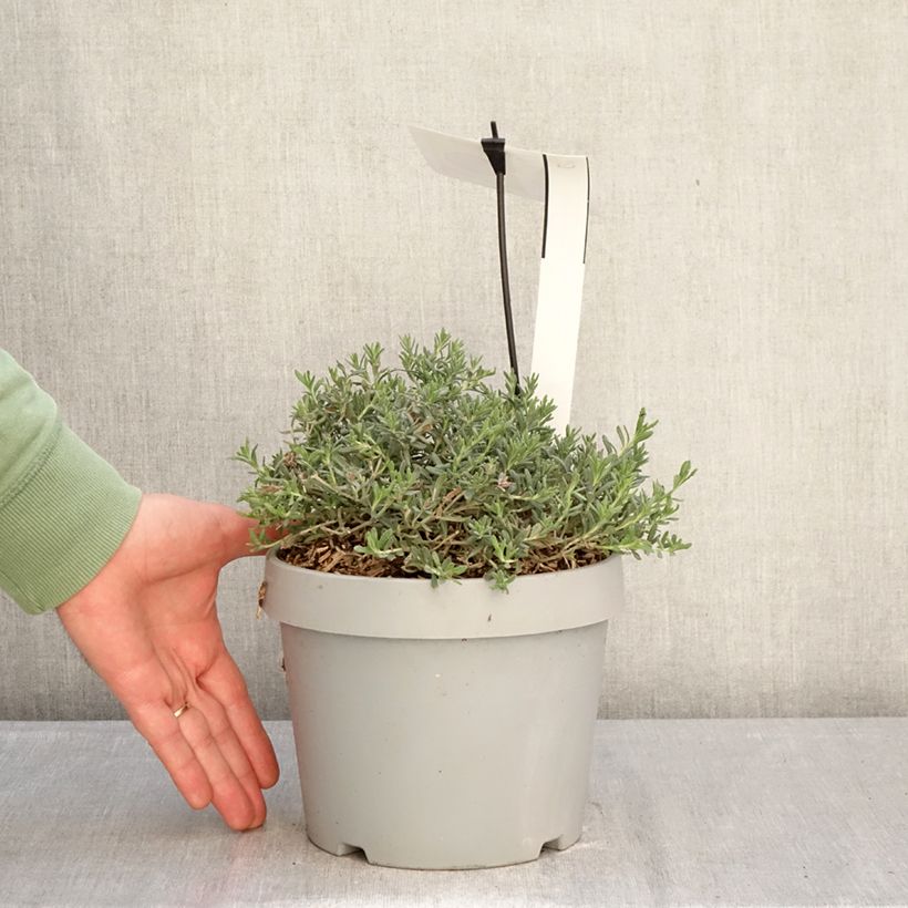 Teucrium ackermannii - Germander 3L/4L pot sample as delivered in winter