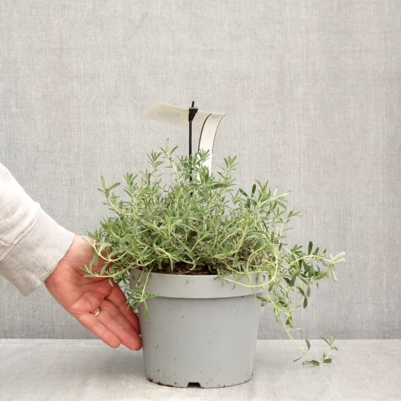 Teucrium ackermannii - Germander 3L/4L pot sample as delivered in spring