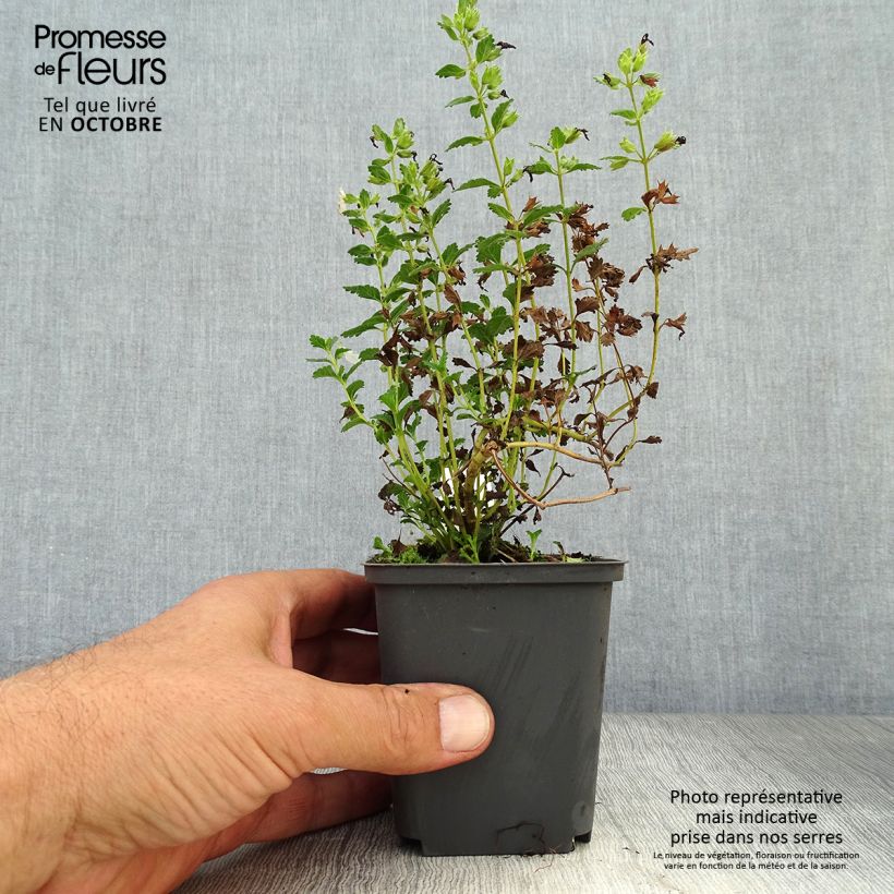 Teucrium chamaedrys Alba - Germander 8/9 cm pot sample as delivered in autumn