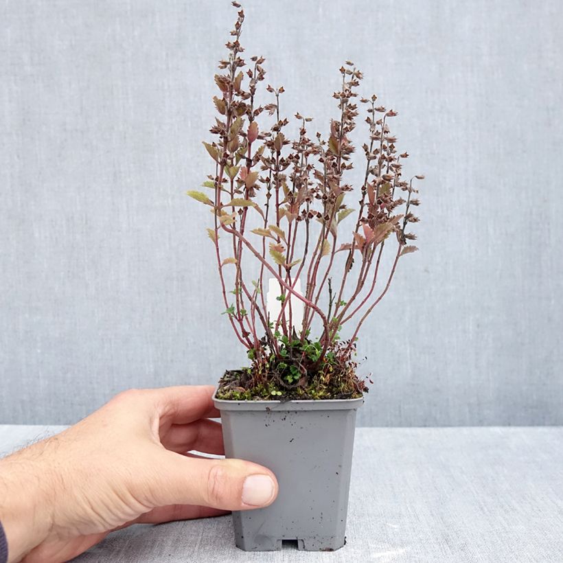 Teucrium chamaedrys Wild Form - Germander 8/9 cm pot sample as delivered in autumn