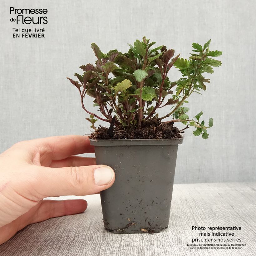 Teucrium chamaedrys Wild Form - Germander 8/9 cm pot sample as delivered in winter