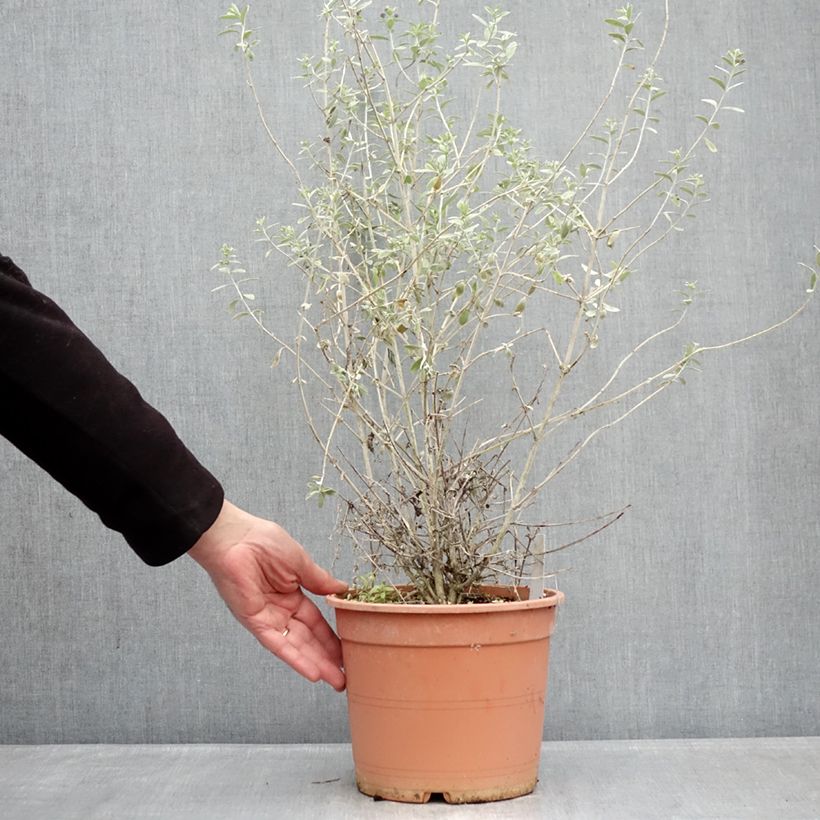 Teucrium fruticans Azureum - Tree Germander 4L/5L pot sample as delivered in winter