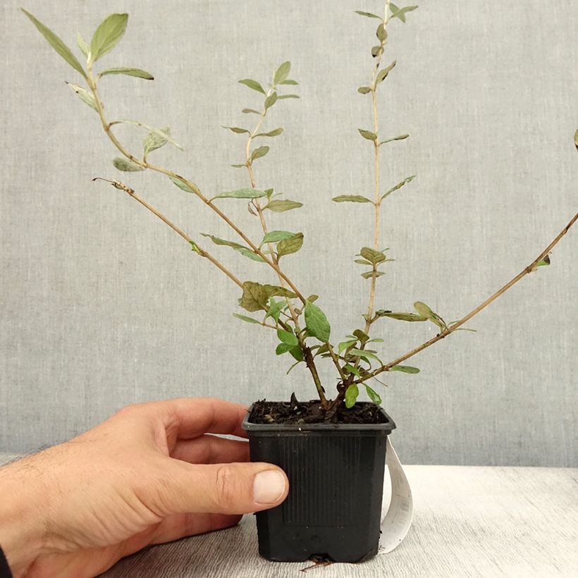 Teucrium fruticans Selection Erecta 8/9 cm pot sample as delivered in autumn