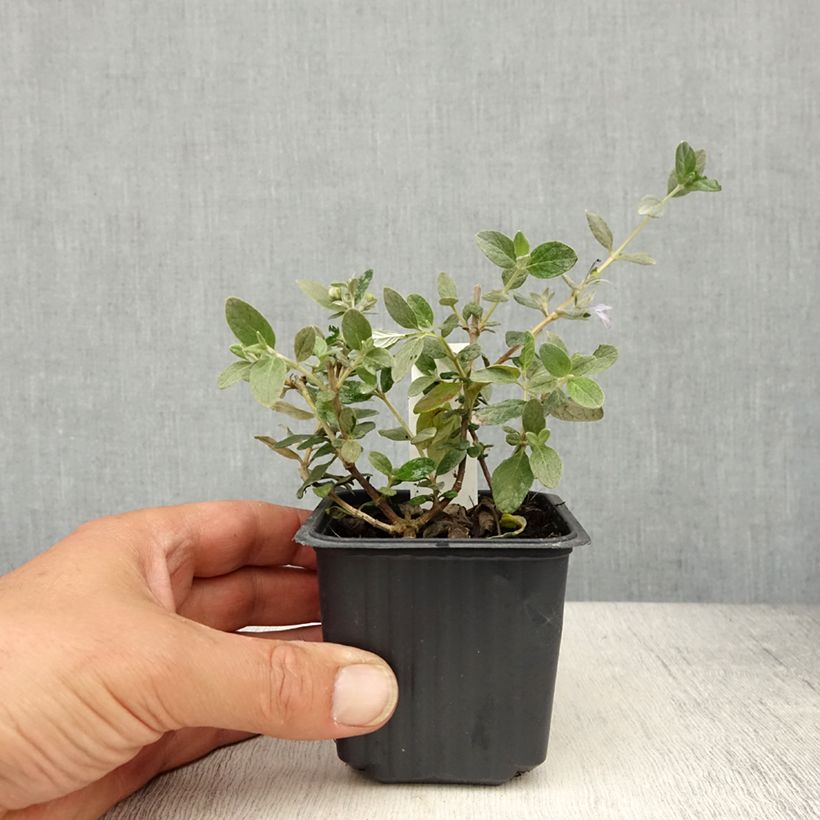 Teucrium fruticans Selection Erecta 8/9 cm pot sample as delivered in spring