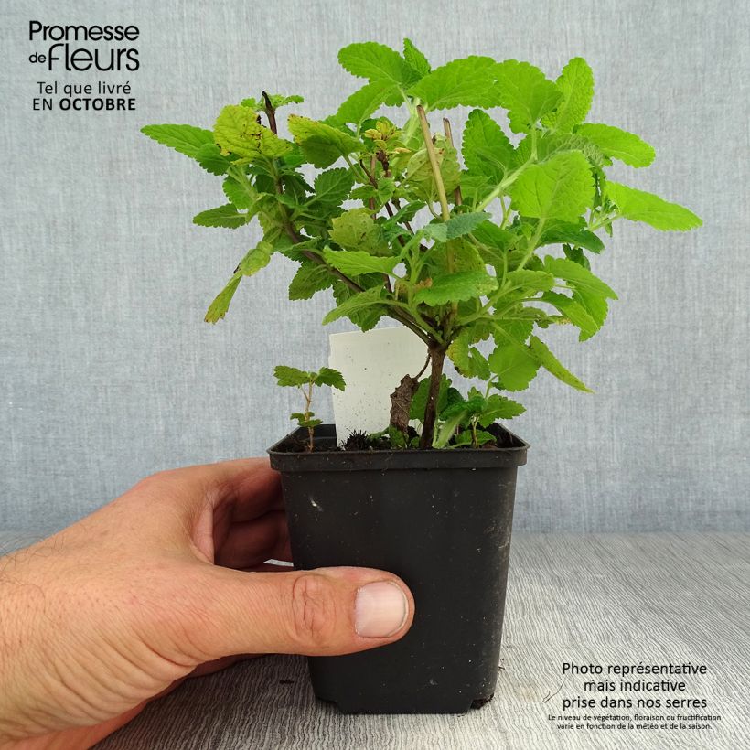 Teucrium hircanicum - Germander 8/9 cm pot sample as delivered in autumn