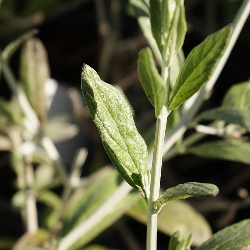 Teucrium fruticans Ventecu (Foliage)