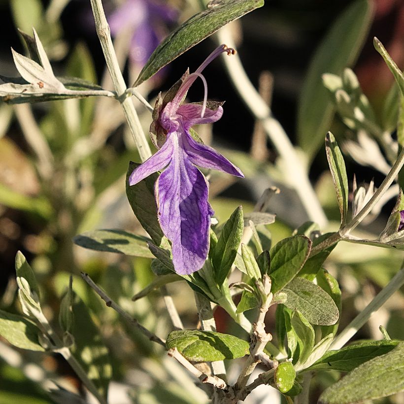 Teucrium fruticans Ventecu (Flowering)