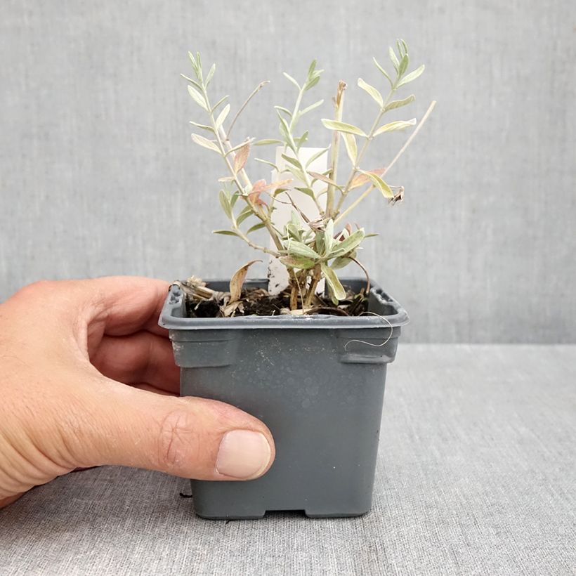 Teucrium fruticans Ventecu 8/9 cm pot sample as delivered in autumn