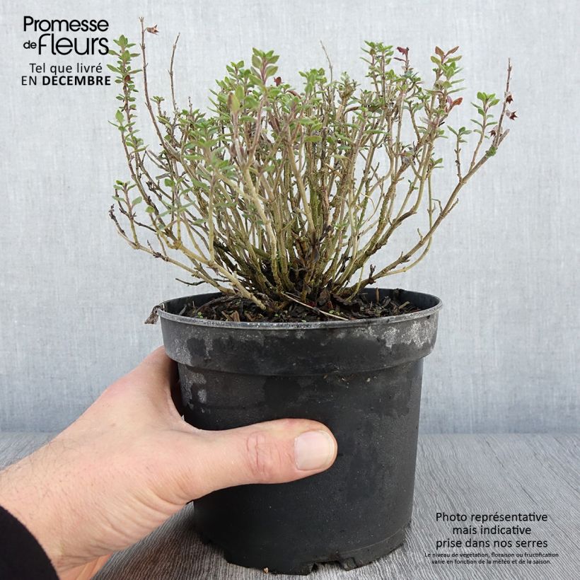 Teucrium x lucidrys  2L/3L pot sample as delivered in autumn