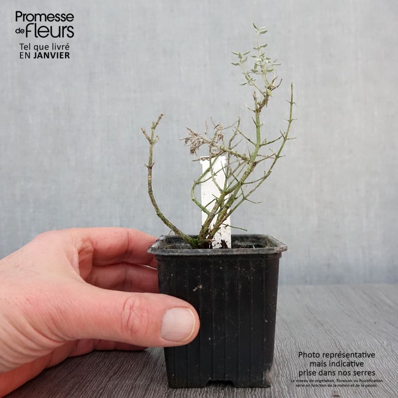 Teucrium marum - Germander 8/9 cm pot sample as delivered in winter