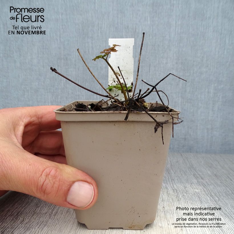 Thalictrum Anne - Meadow-rue 8/9 cm pot sample as delivered in autumn