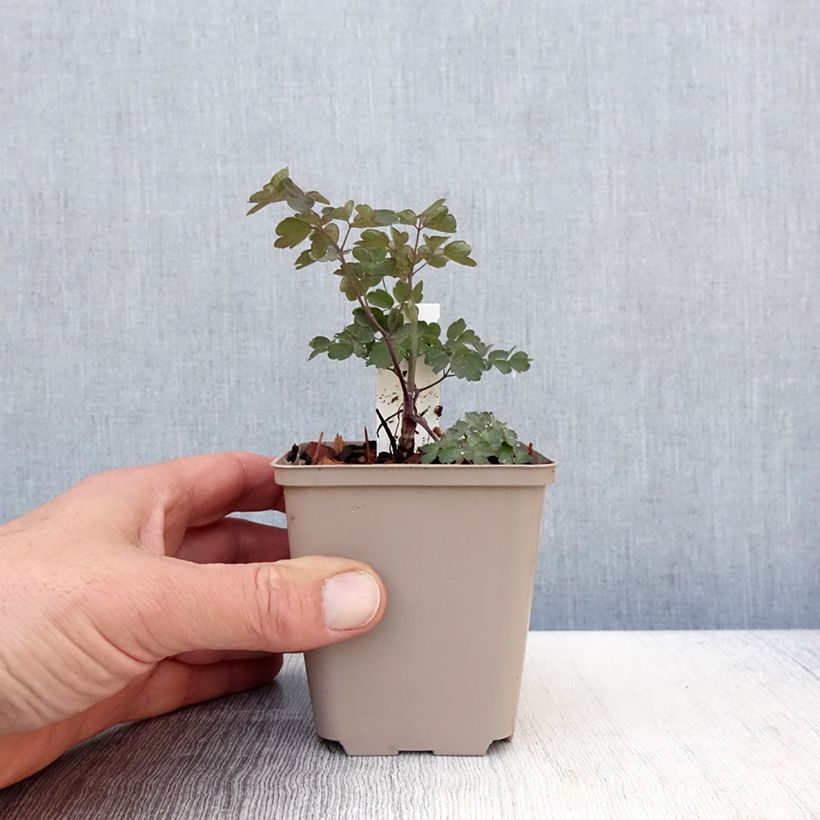 Thalictrum Anne - Meadow-rue 8/9 cm pot sample as delivered in spring