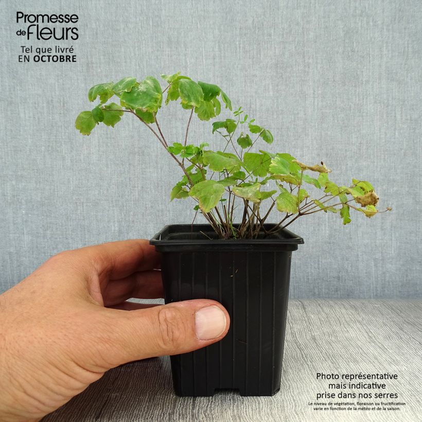 Thalictrum aquilegiifolium - Meadow-rue 7/8 cm pot sample as delivered in autumn