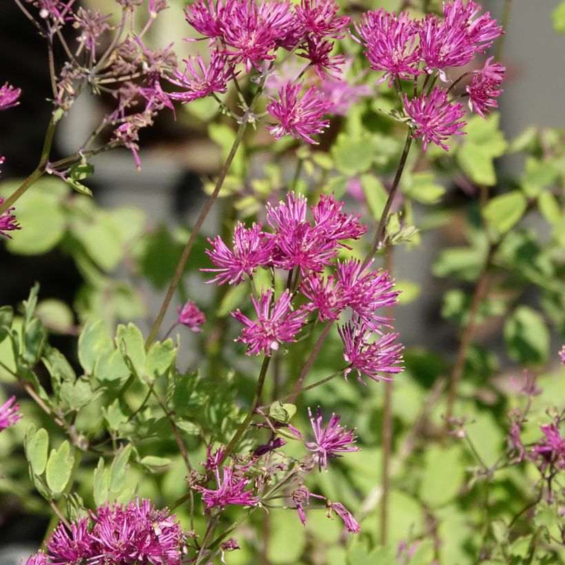 Thalictrum aquilegifolium Thundercloud - Meadow-rue (Flowering)