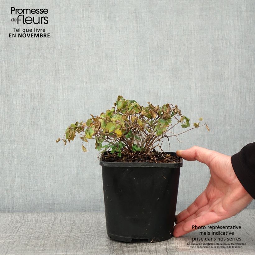 Thalictrum aquilegifolium Thundercloud - Meadow-rue 2L/3L pot sample as delivered in autumn