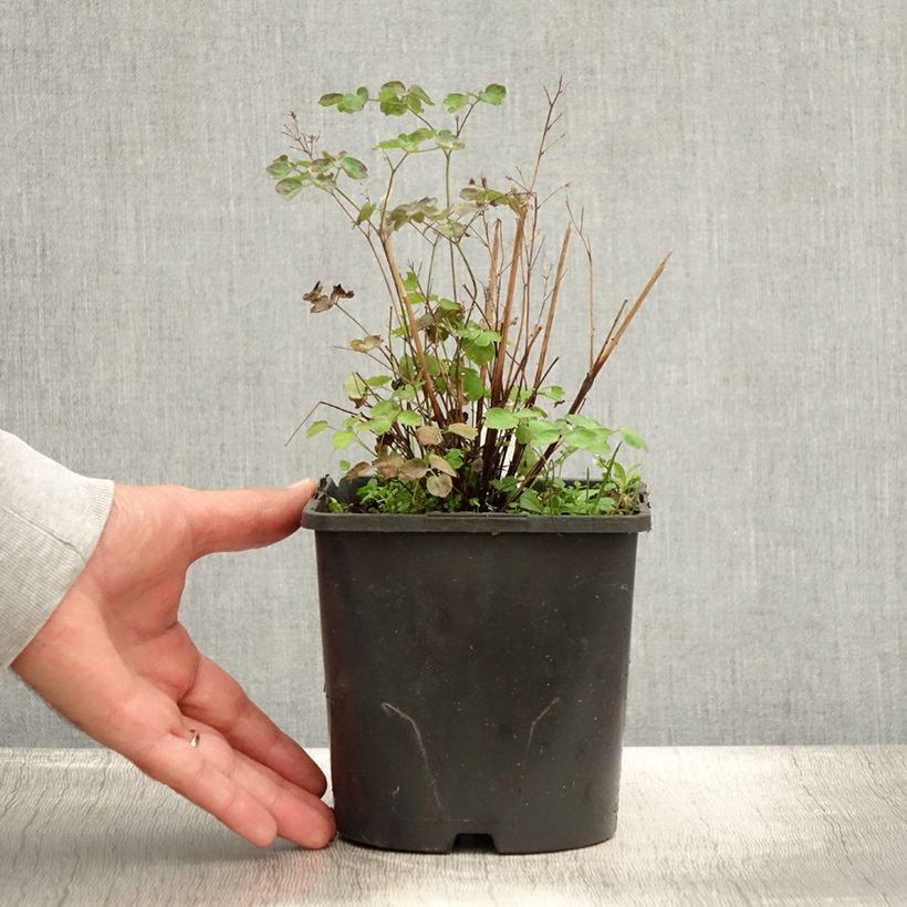 Thalictrum aquilegifolium Thundercloud - Meadow-rue 2L/3L pot sample as delivered in summer