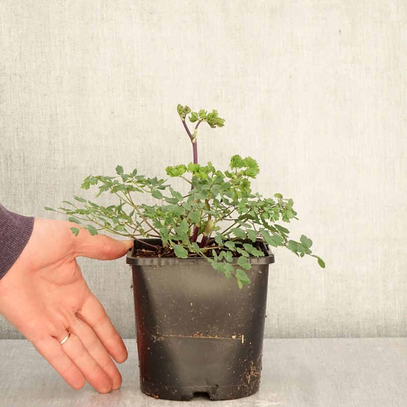 Thalictrum aquilegifolium Thundercloud - Meadow-rue 2L/3L pot sample as delivered in spring