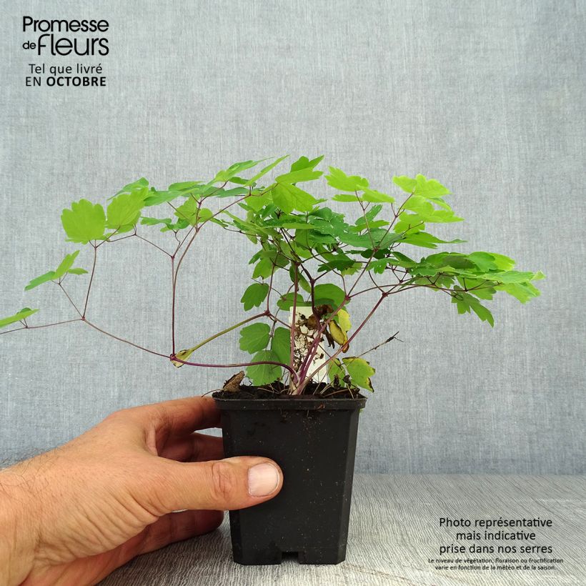 Thalictrum Black Stockings - Meadow-rue 8/9 cm pot sample as delivered in autumn