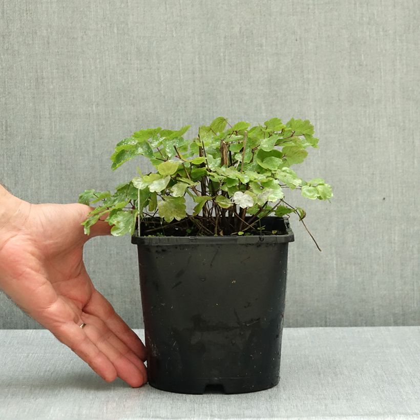 Thalictrum Black Stockings - Meadow-rue 2L/3L pot sample as delivered in autumn