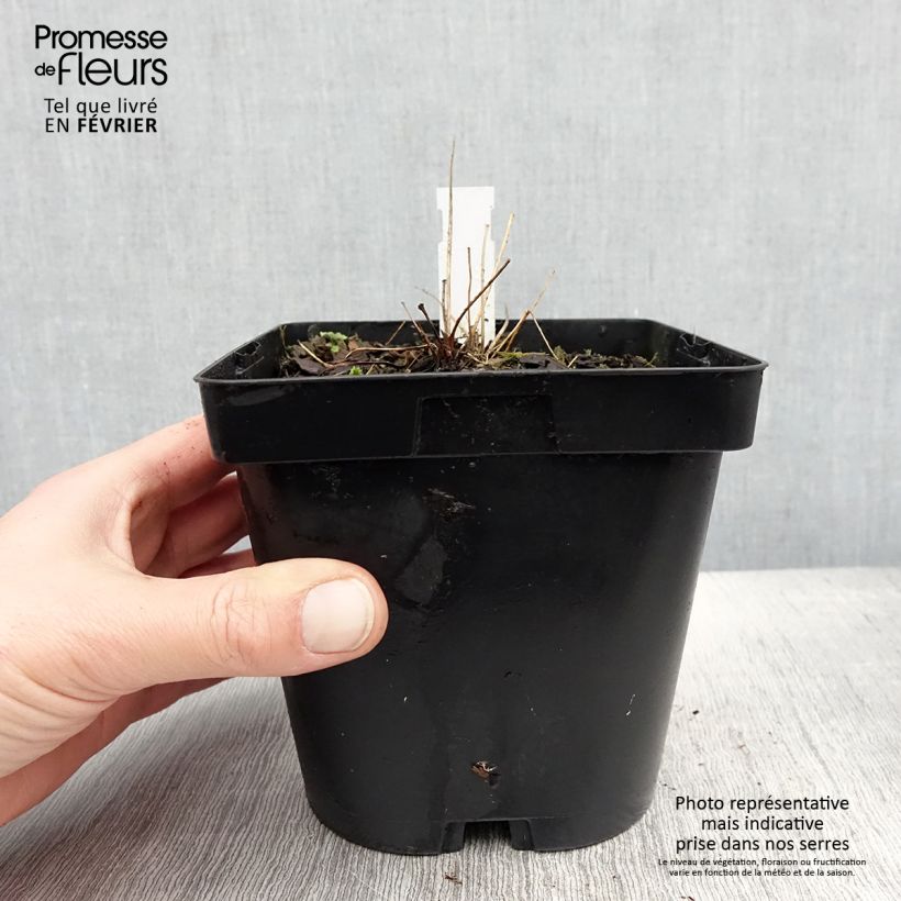 Thalictrum delavayi Album - Meadow-rue 2L/3L pot sample as delivered in winter