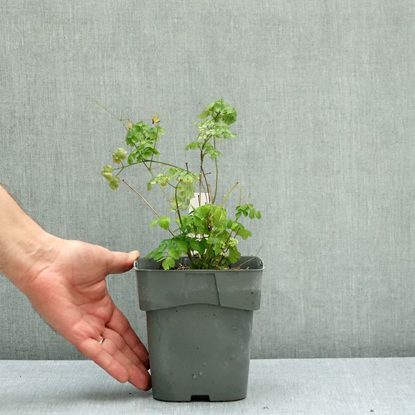 Thalictrum delavayi Hewitts double - Meadow-rue 2L/3L pot sample as delivered in autumn