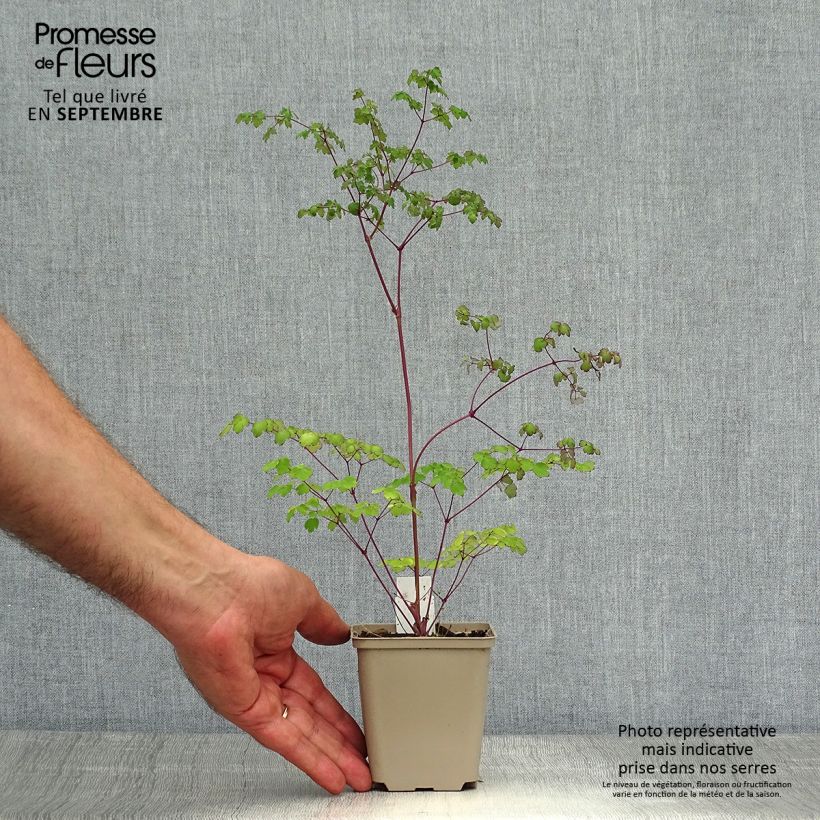 Thalictrum delavayi Hinckley - Meadow-rue 8/9 cm pot sample as delivered in autumn