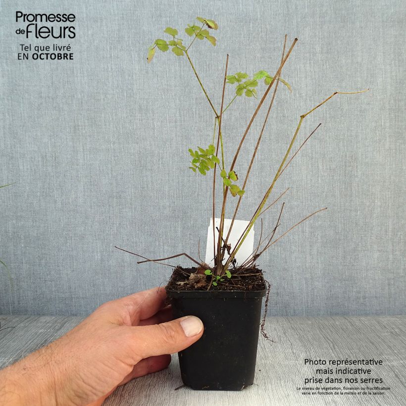 Thalictrum delavayi Splendide - Meadow-rue 8/9 cm pot sample as delivered in autumn