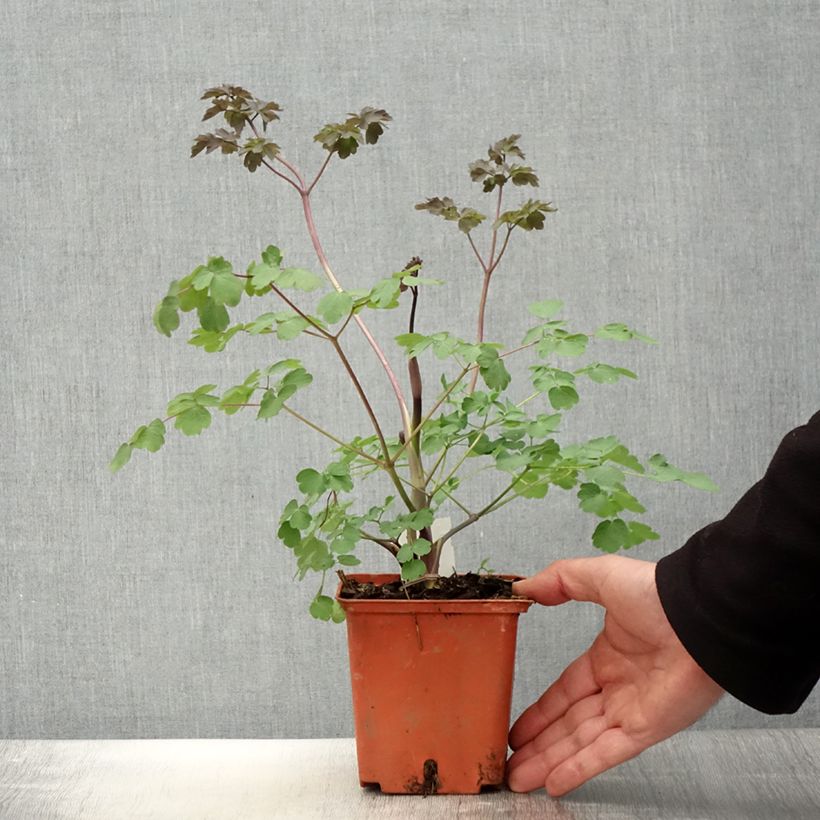 Thalictrum Elin - Meadow-rue 1L/1.5L pot sample as delivered in spring