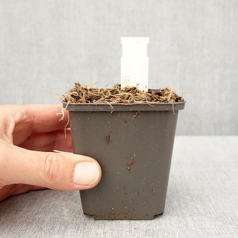 Thalictrum kiusianum - Meadow-rue 8/9 cm pot sample as delivered in spring