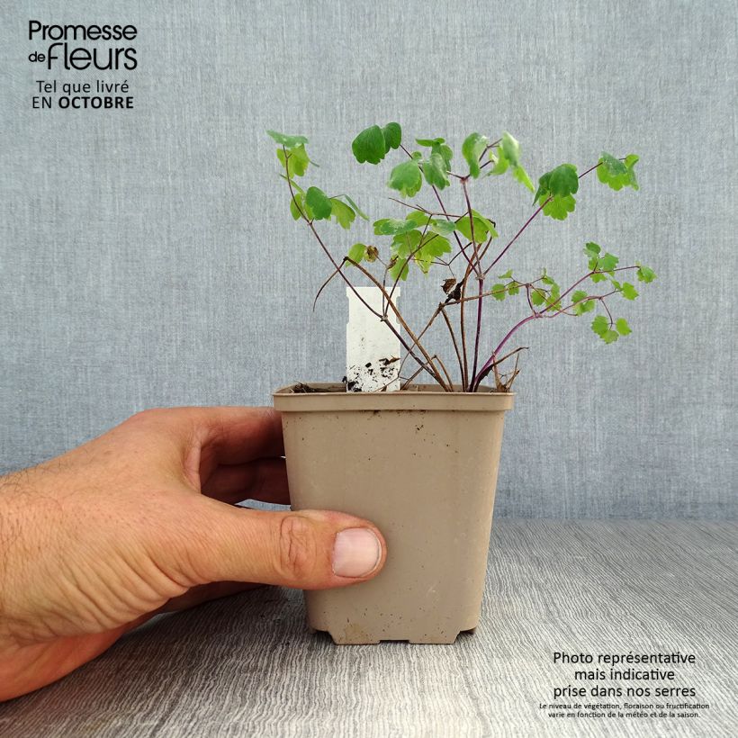 Thalictrum Little Pinkie - Meadow-rue 8/9 cm pot sample as delivered in autumn