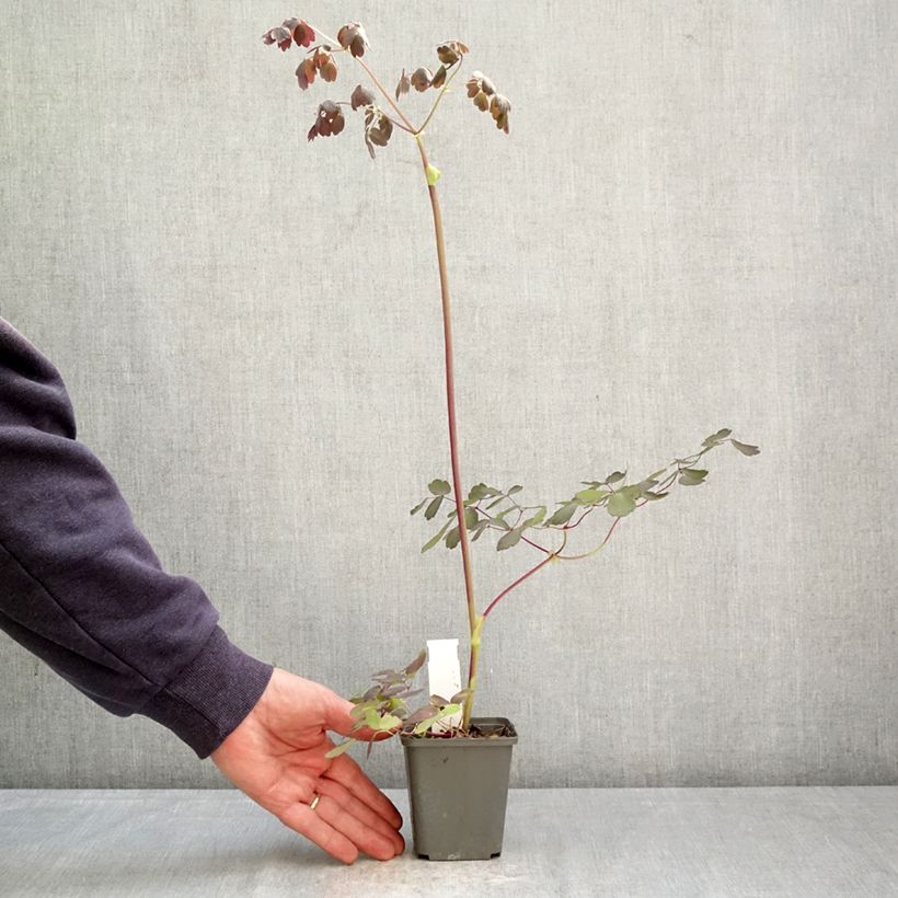 Thalictrum petaloideum Ghent Ebony - Meadow-rue 8/9 cm pot sample as delivered in spring